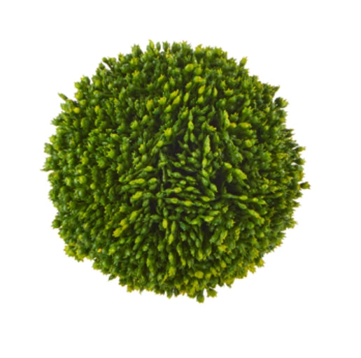 Sedum Ball 4"