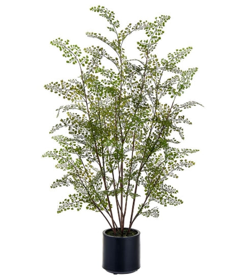 Maidenhair Fern Tree - 49"