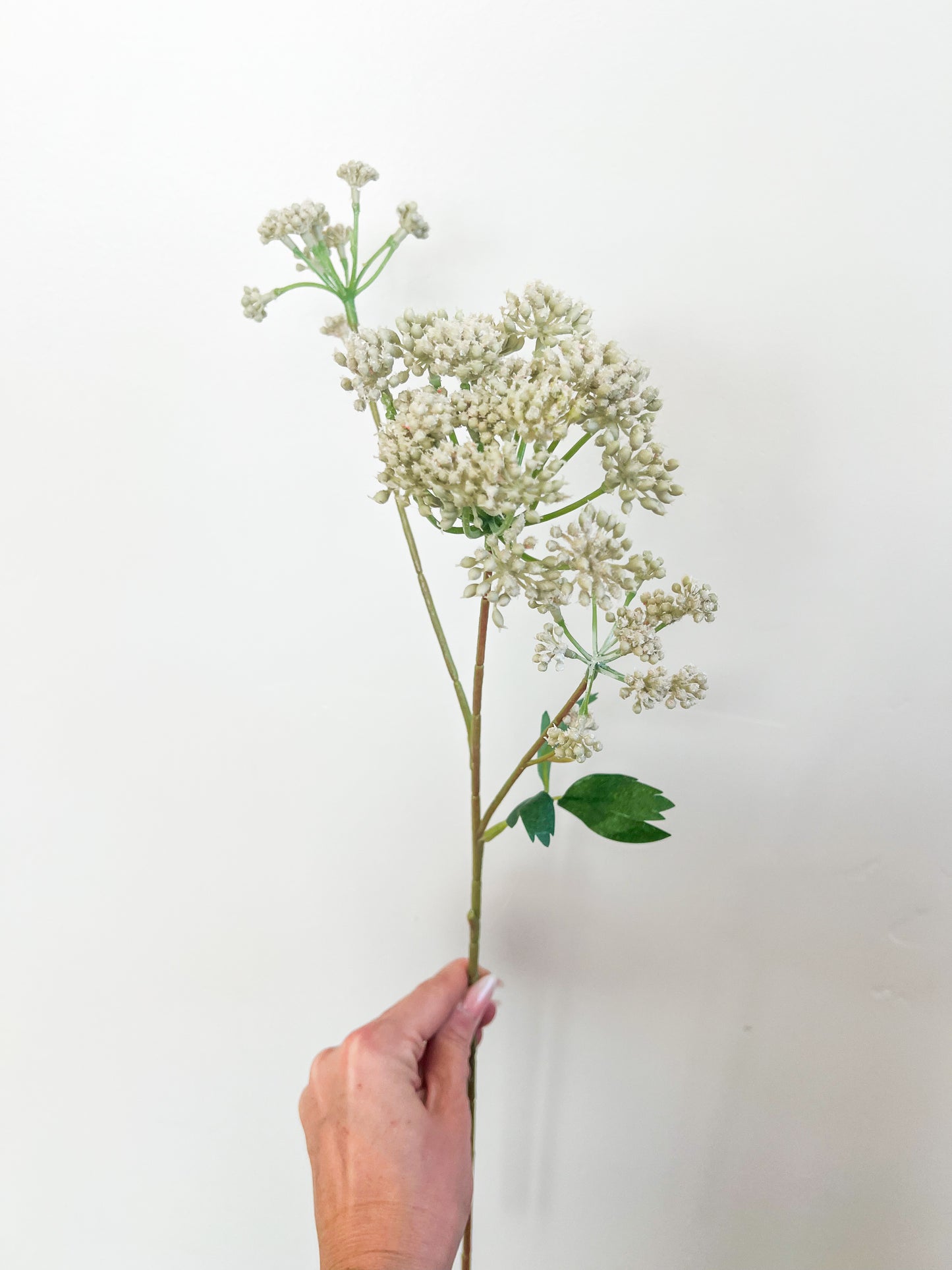 Soft Pink Angelica Spray - 23.5"