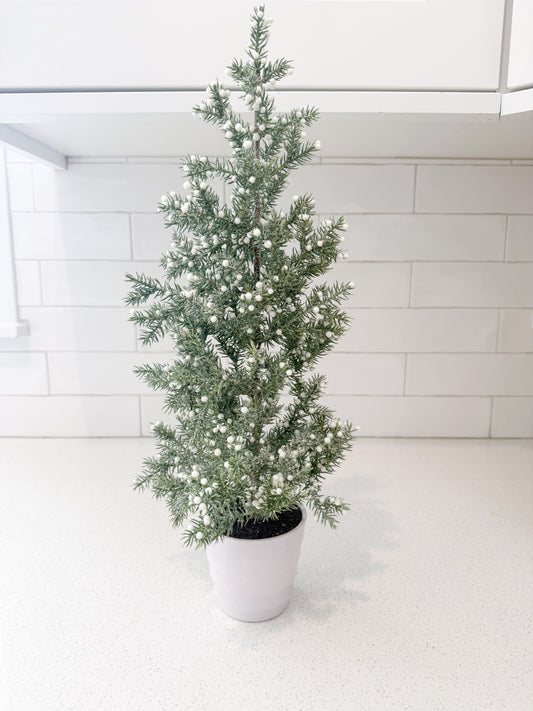 Juniper Tree with White Berries in White Ribbed Pot - 3 Sizes