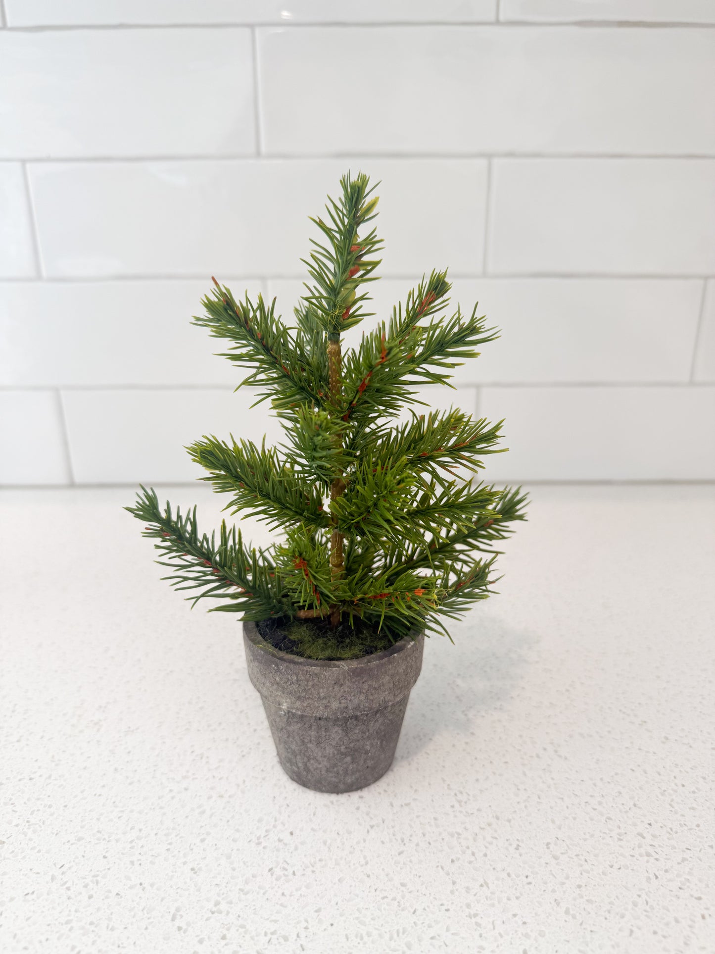 Potted Pines - 3 tree styles & 2 different sizes