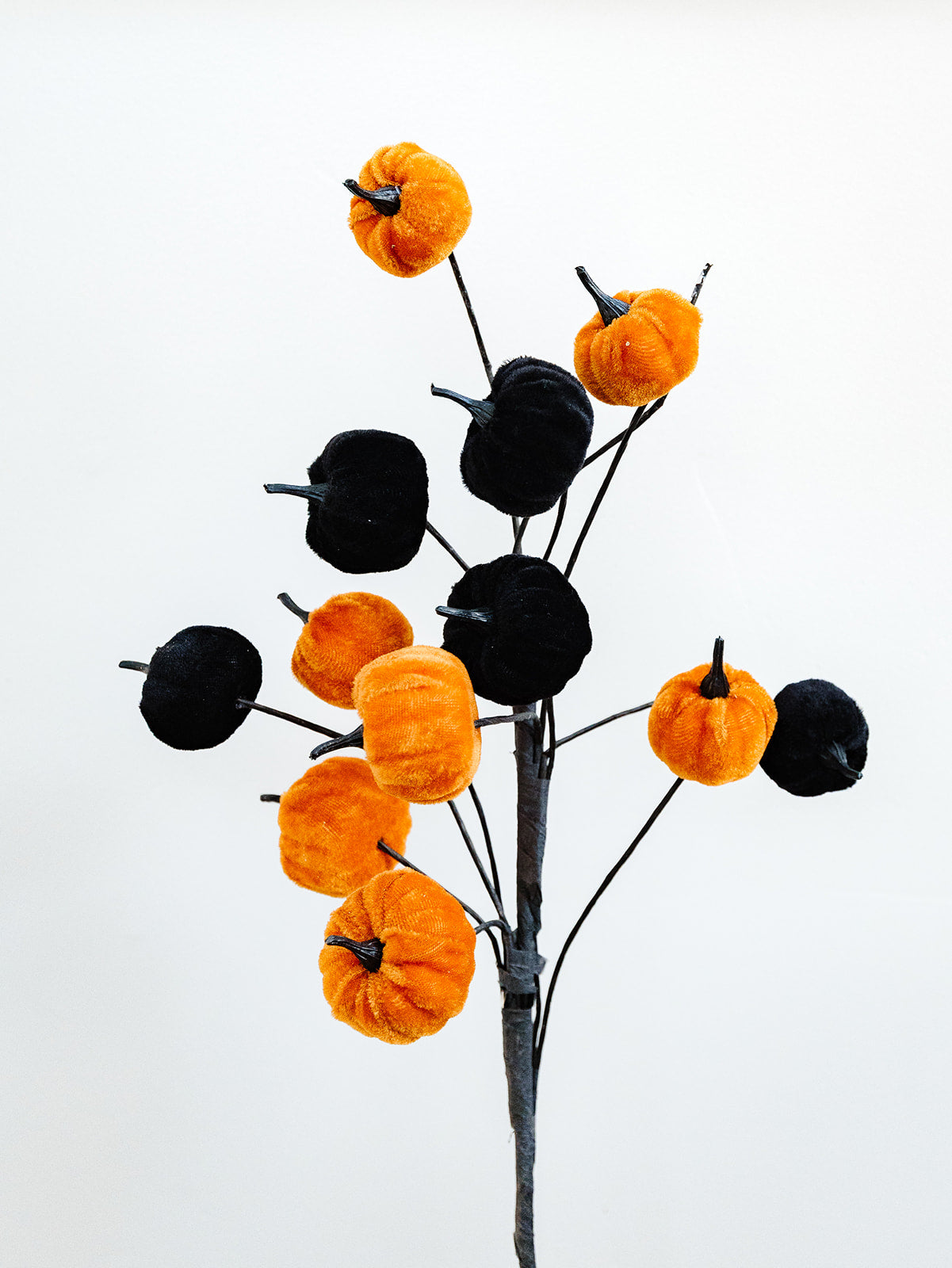 Velvet Pumpkin Stem
