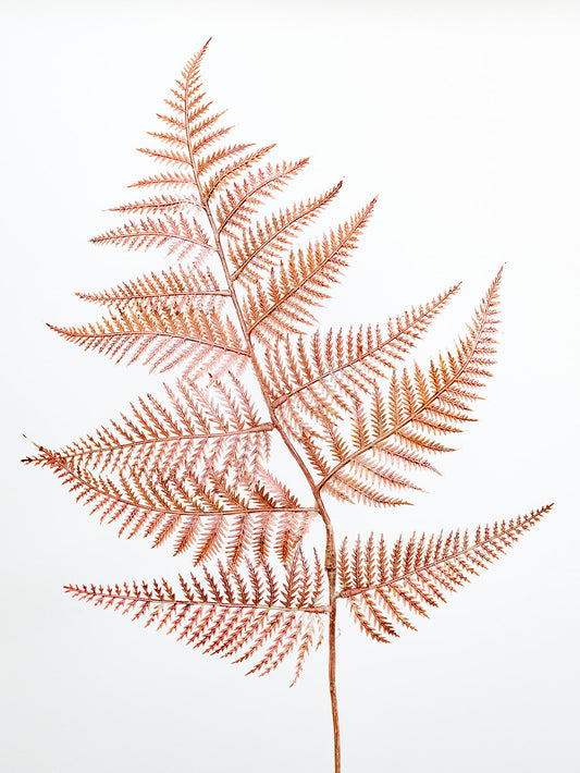 Mauve Fern Spray