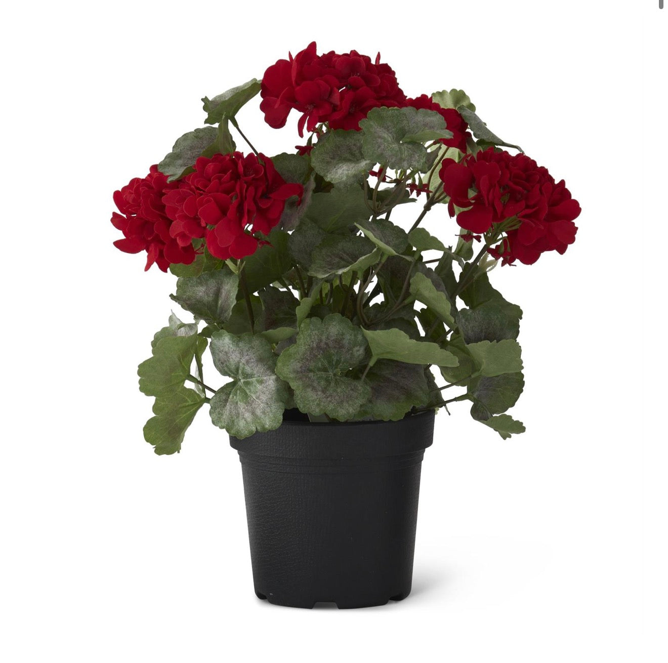 Potted Geranium - 14.5"