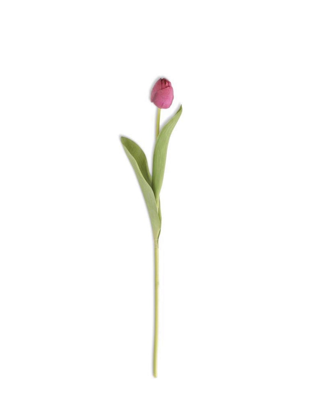 Dark Pink Tulip Stem
