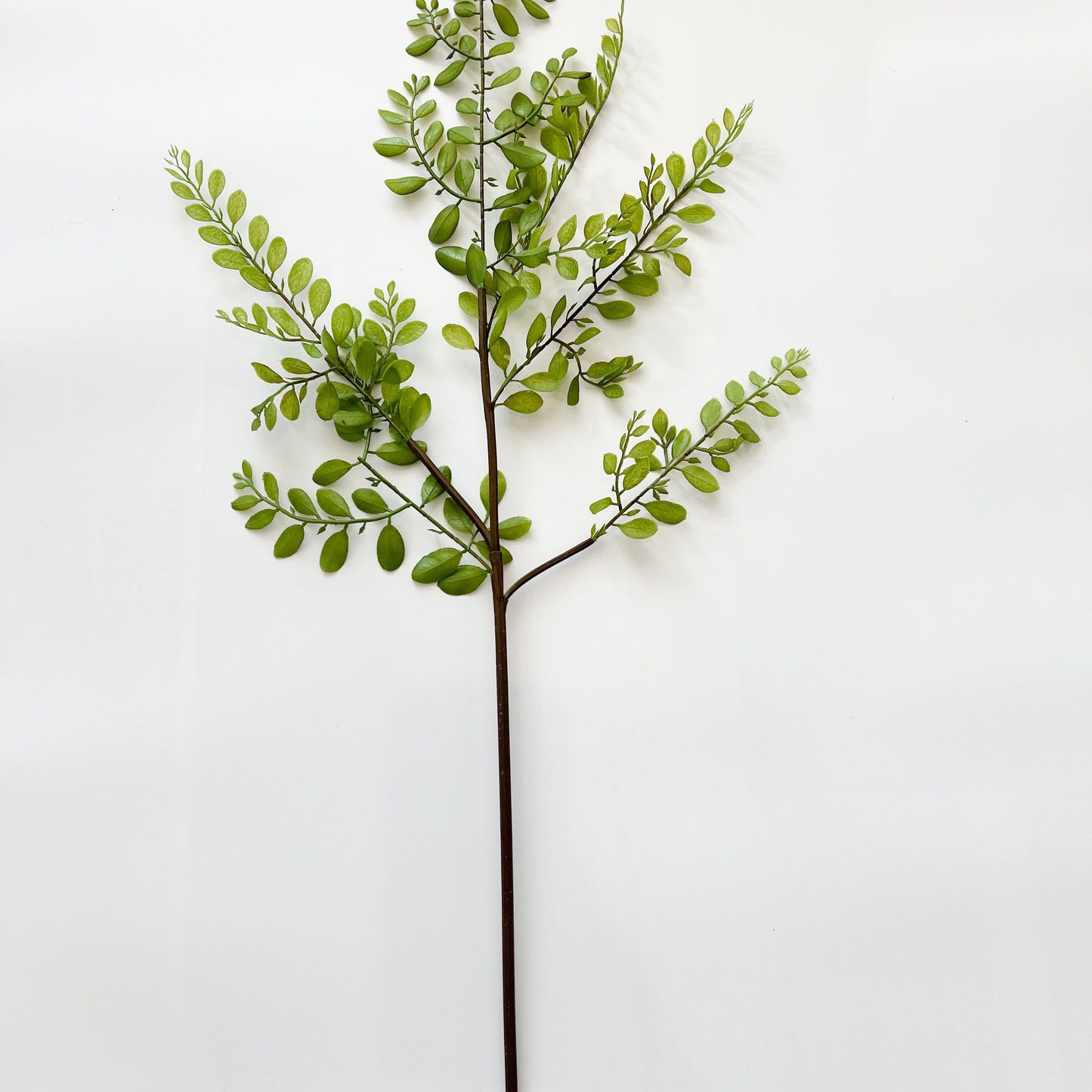 Sophora Leaf Stem- 44.5"