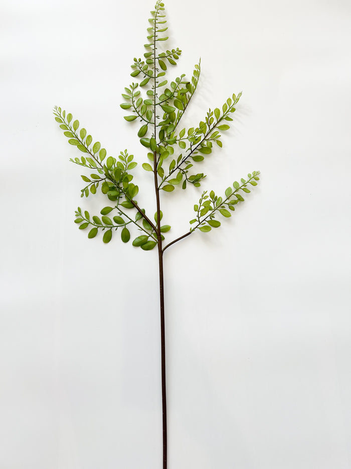 Sophora Leaf Stem- 44.5