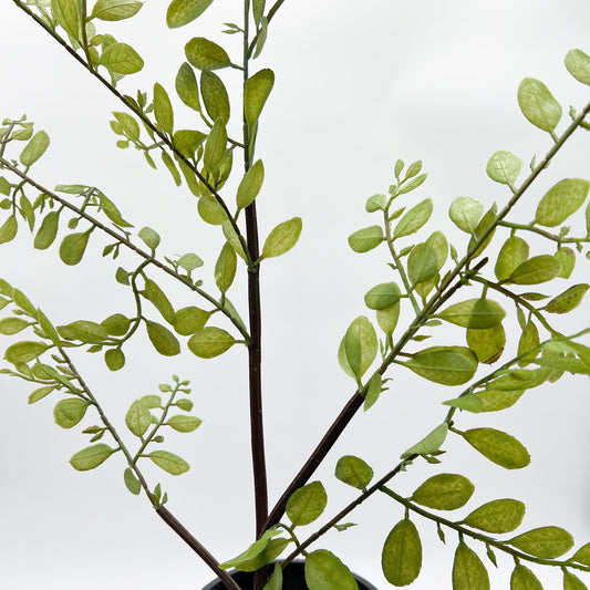 Sophora Leaf Stem- 44.5"