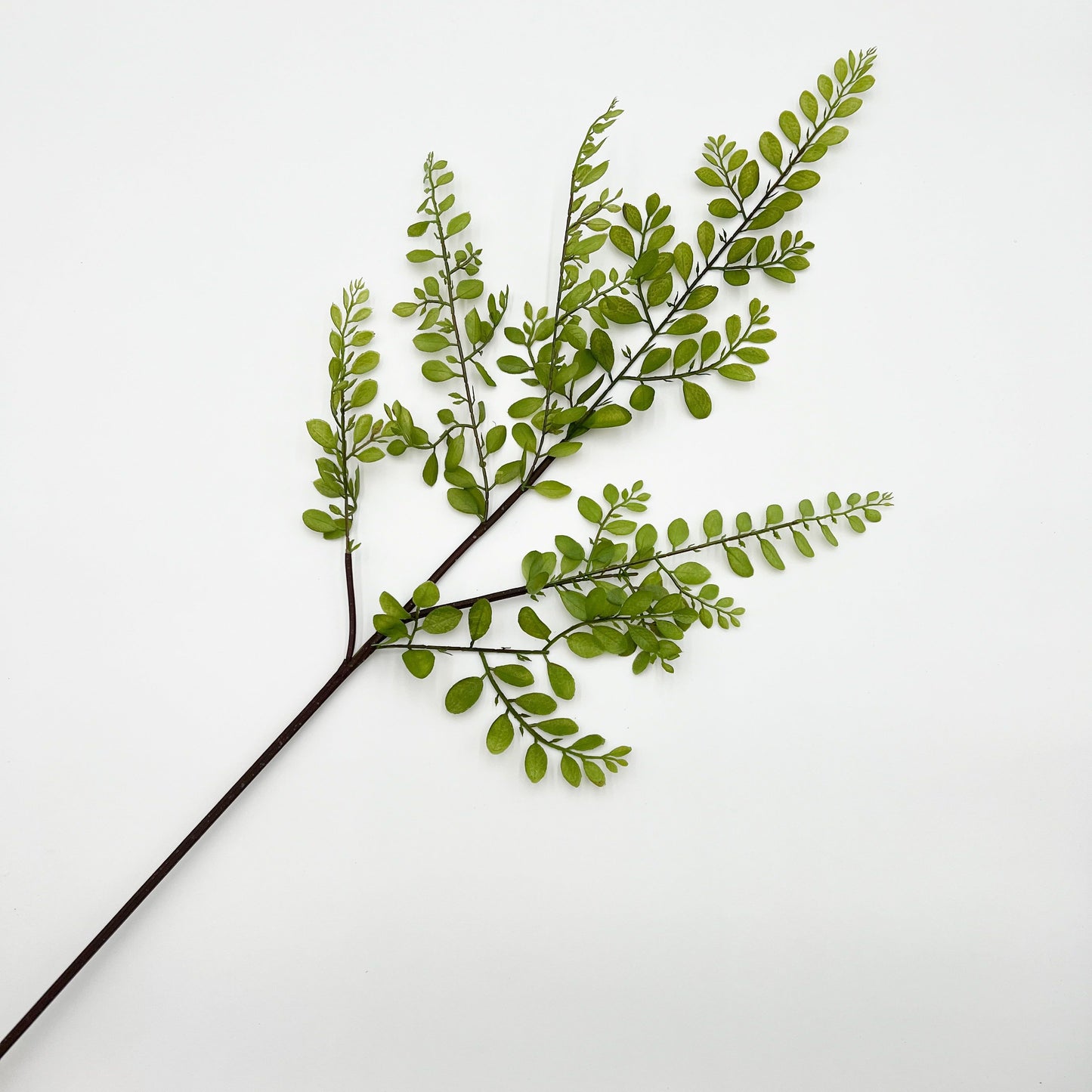 Sophora Leaf Stem- 44.5"