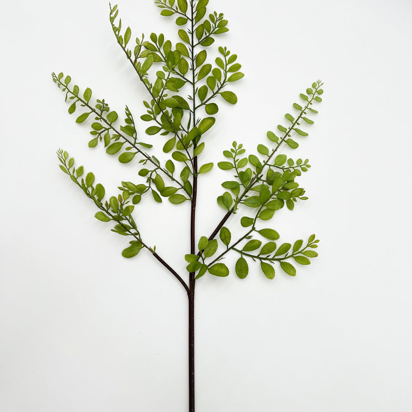 Sophora Leaf Stem- 44.5"