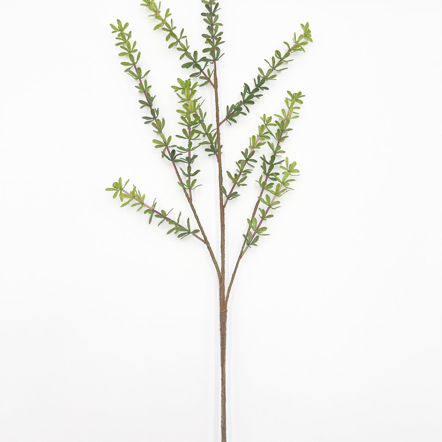 Privet Foliage Stem- 38"