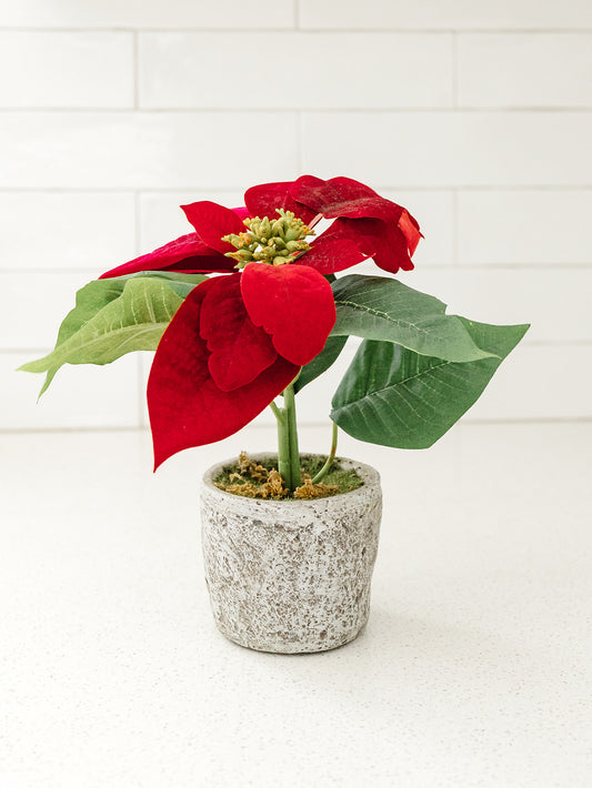 Red Velvet Poinsettia in Textured Gray Pot - 9"