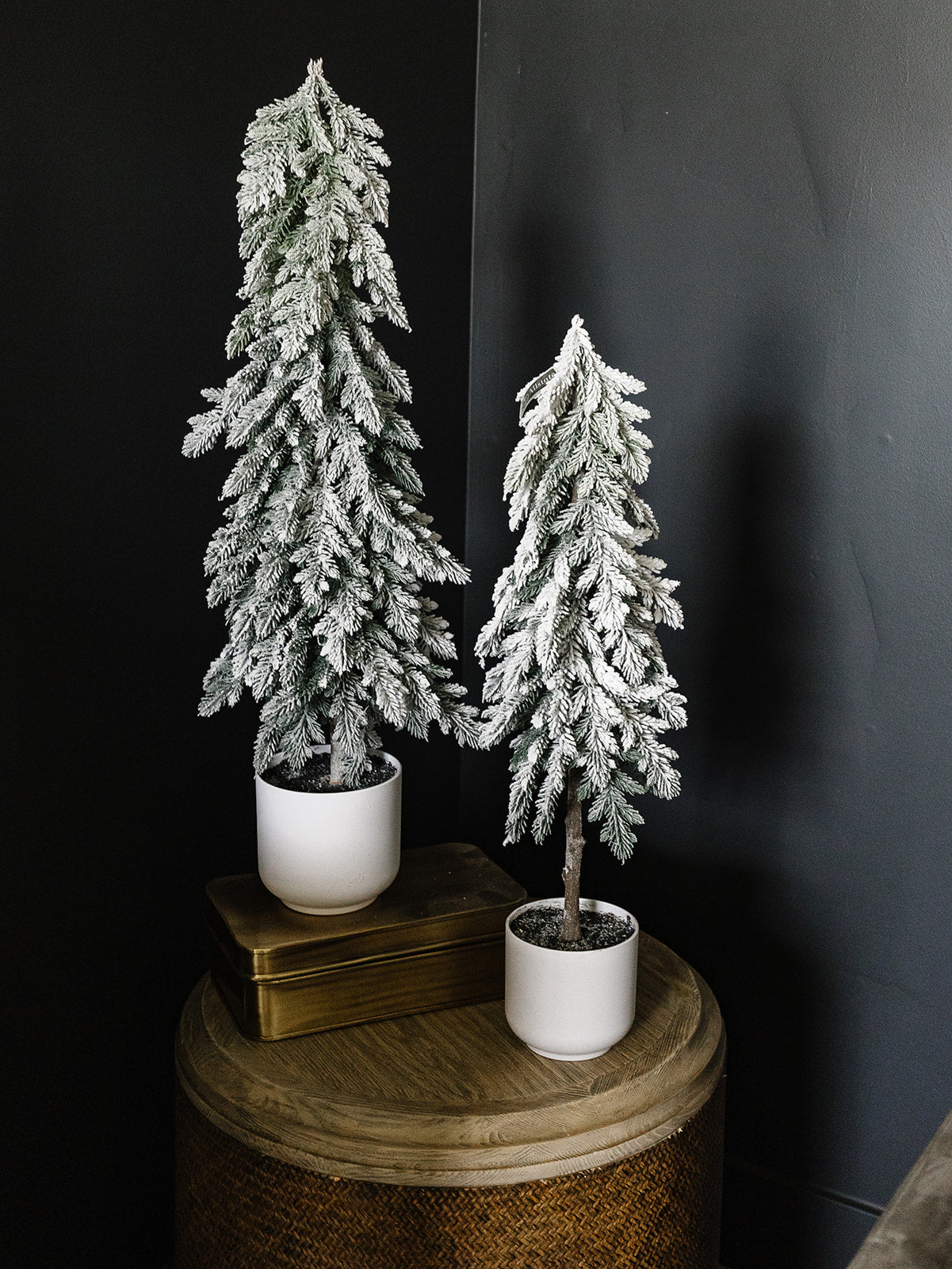 Snow Pine Tree in a Pot - 2 Sizes