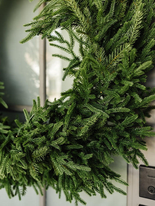 Norfolk Pine Wreath with 200 LED Lights - 36"