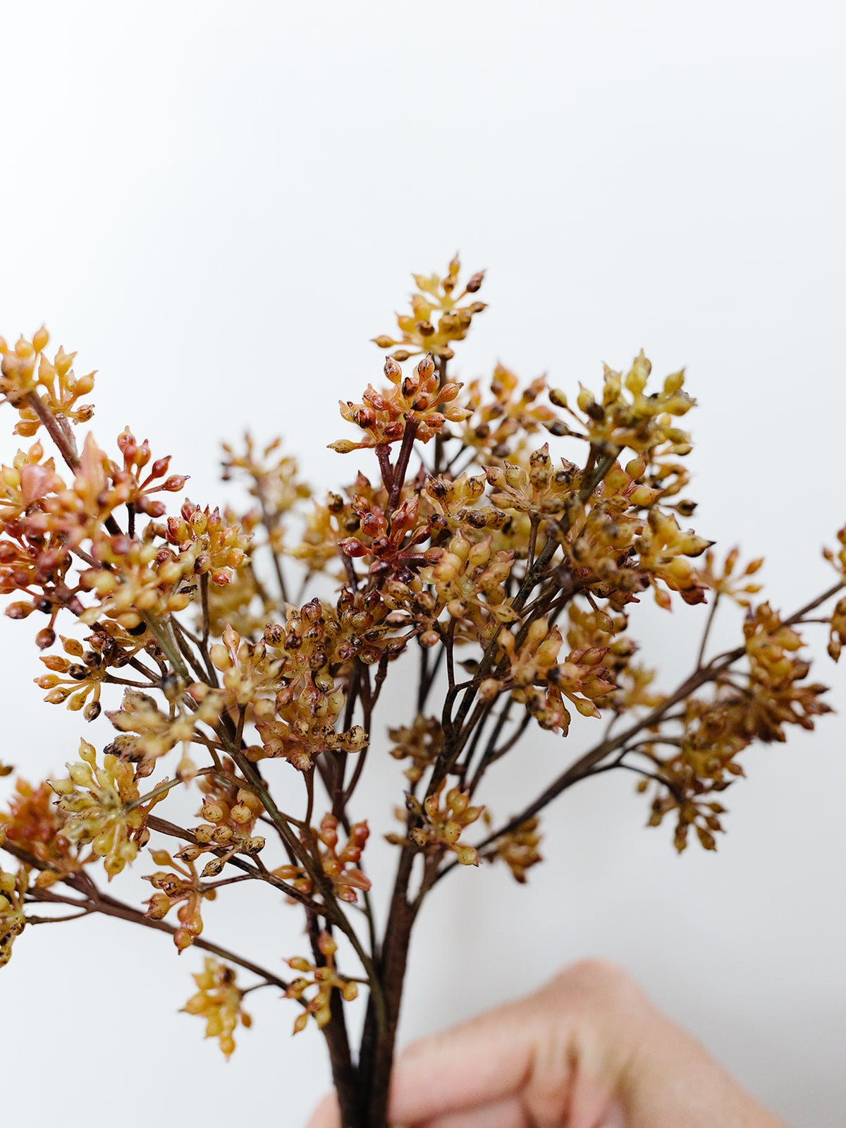 Orange/Brown Sedum Bundle - 12"