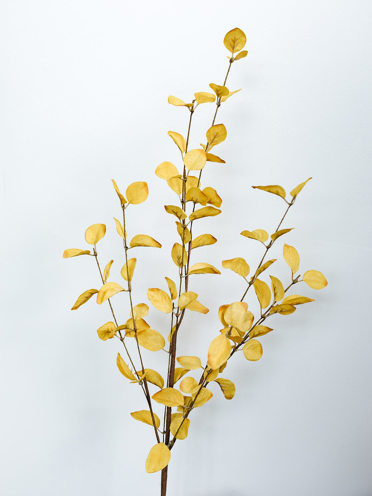 Yellow Eucalyptus - 34"