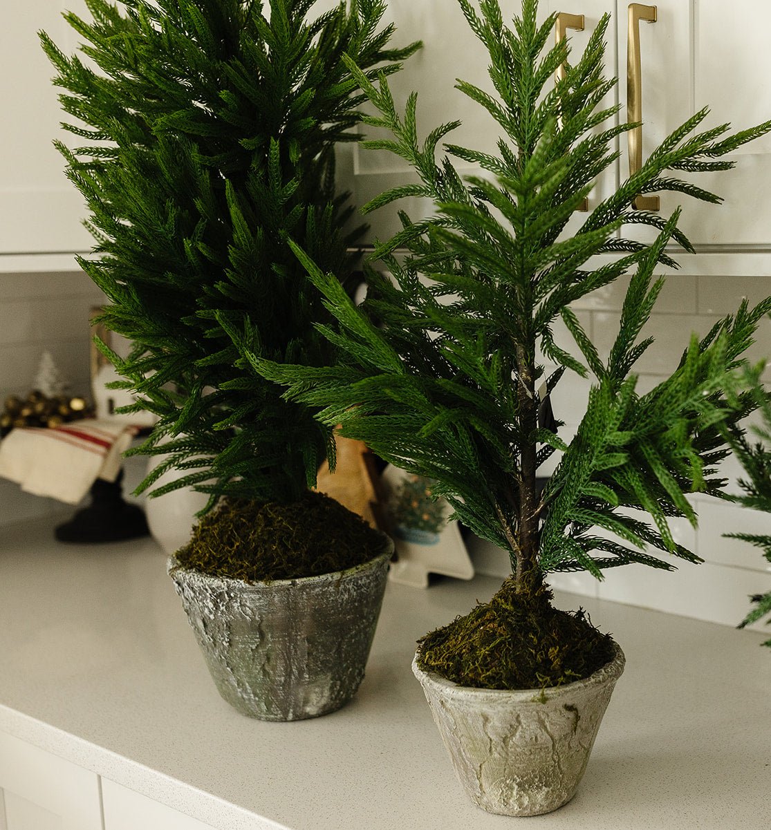 Norfolk Pine Tree in Gray Pot - 3 sizes available