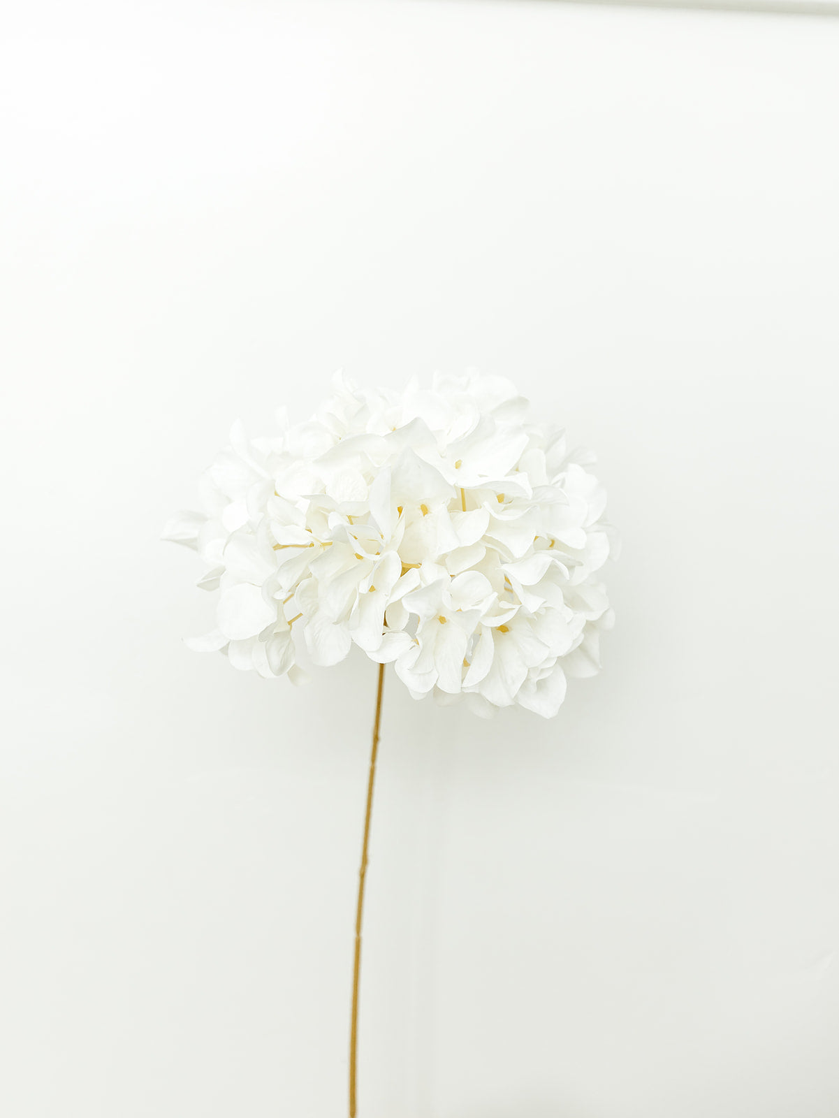 Cream Dried Hydrangea Stem - 27"