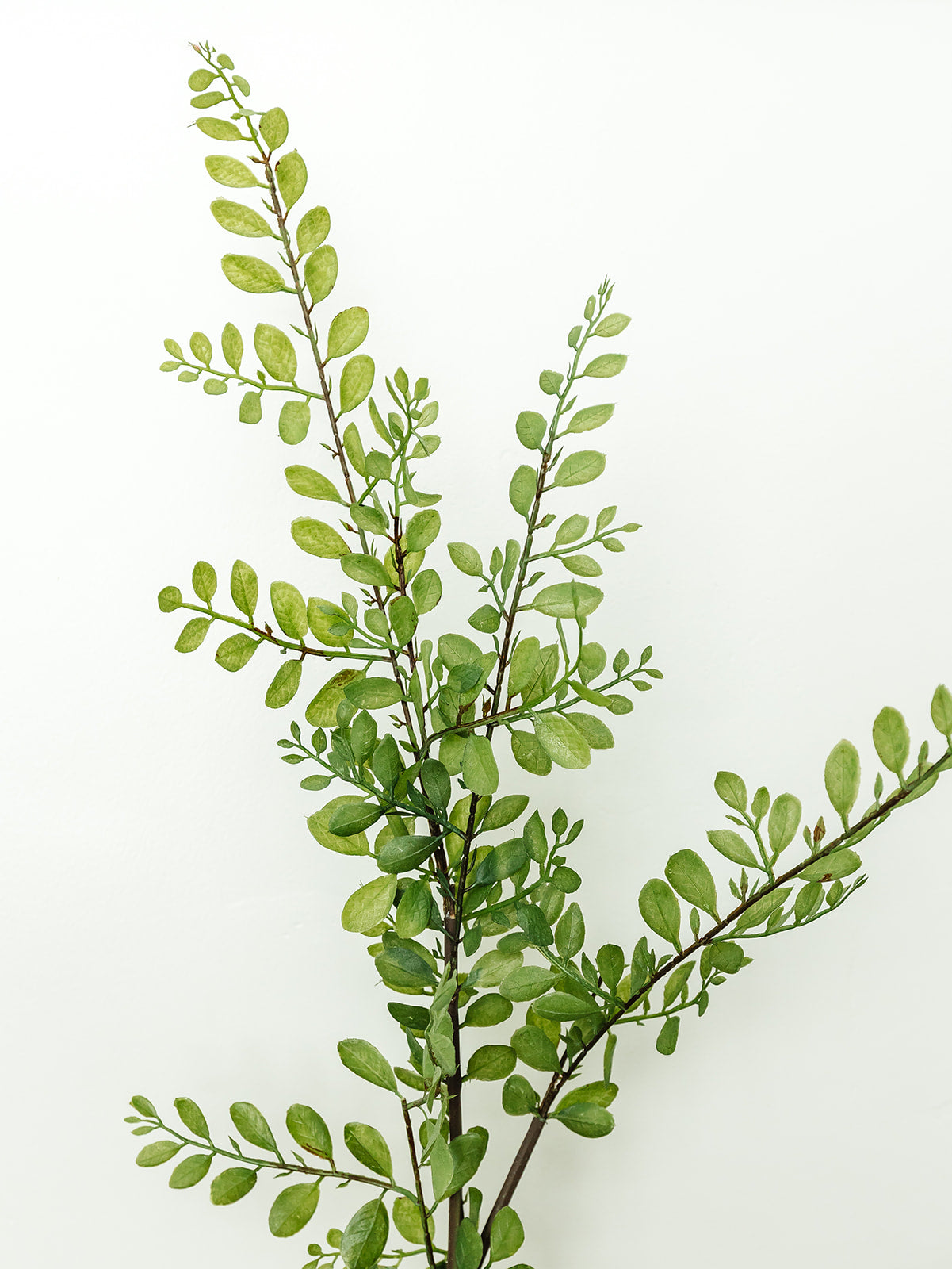 Sophora Leaf Stem- 44.5"