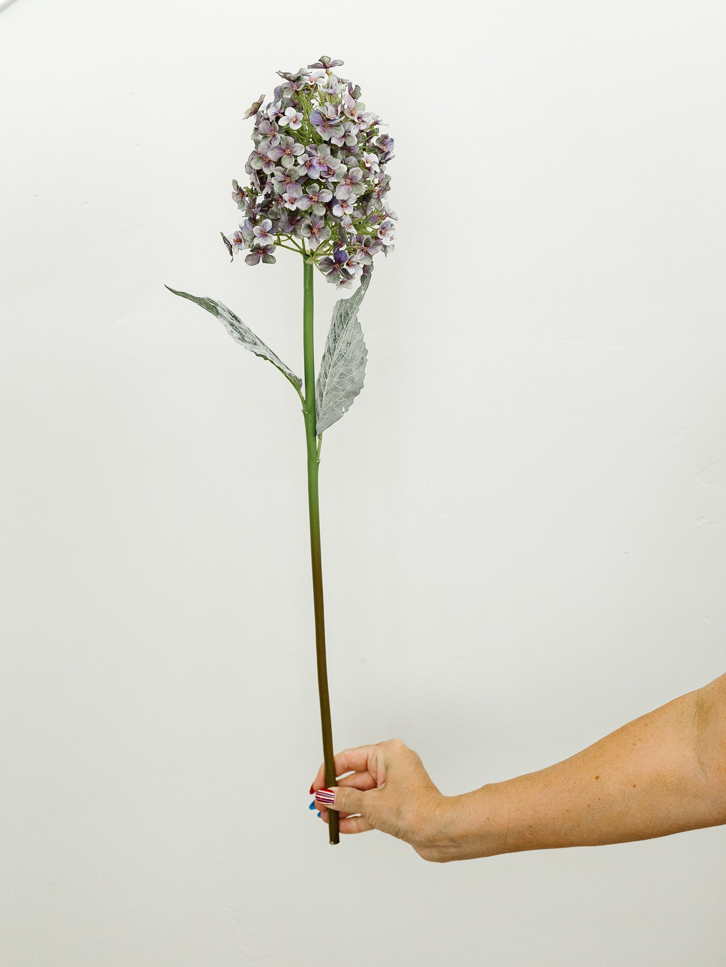 Cone Hydrangea - 2 Colors