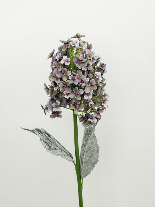 Cone Hydrangea - 2 Colors