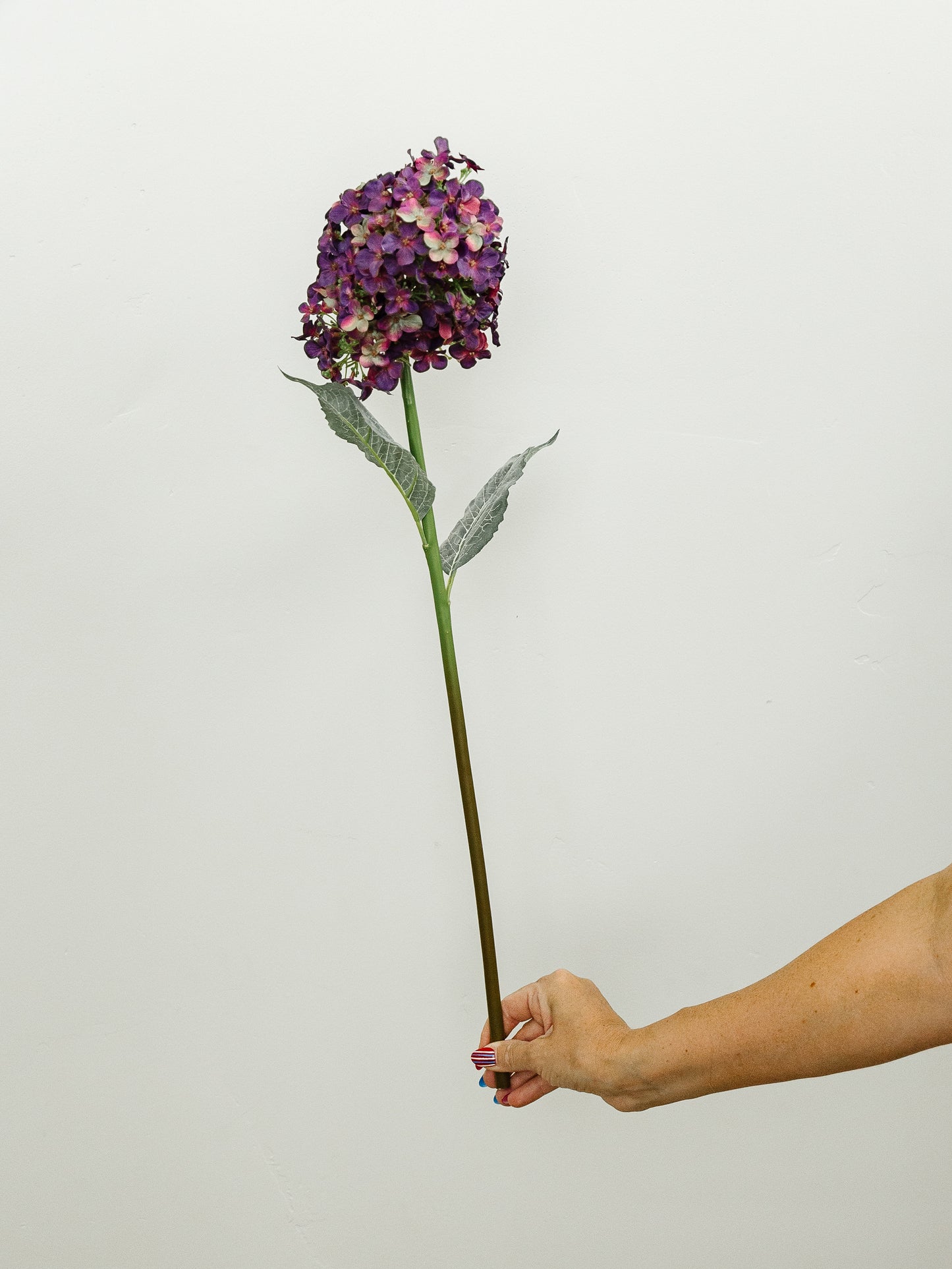 Cone Hydrangea - 2 Colors
