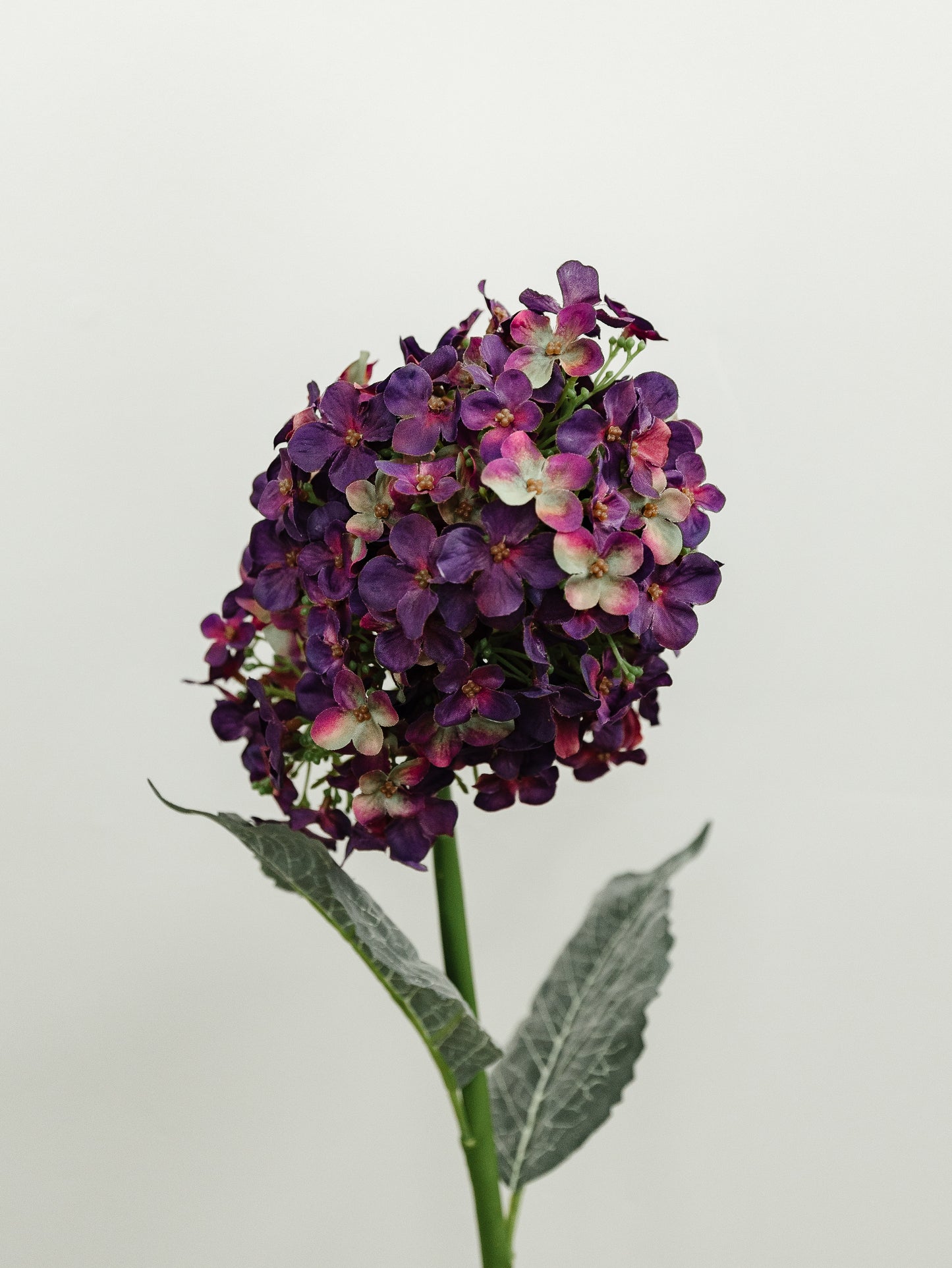 Cone Hydrangea - 2 Colors