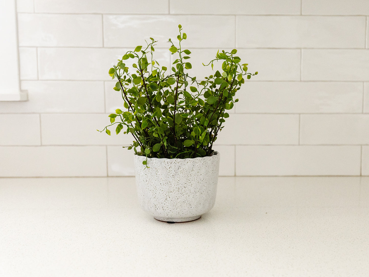 Creeping Vine Planted Pot - 10.5"