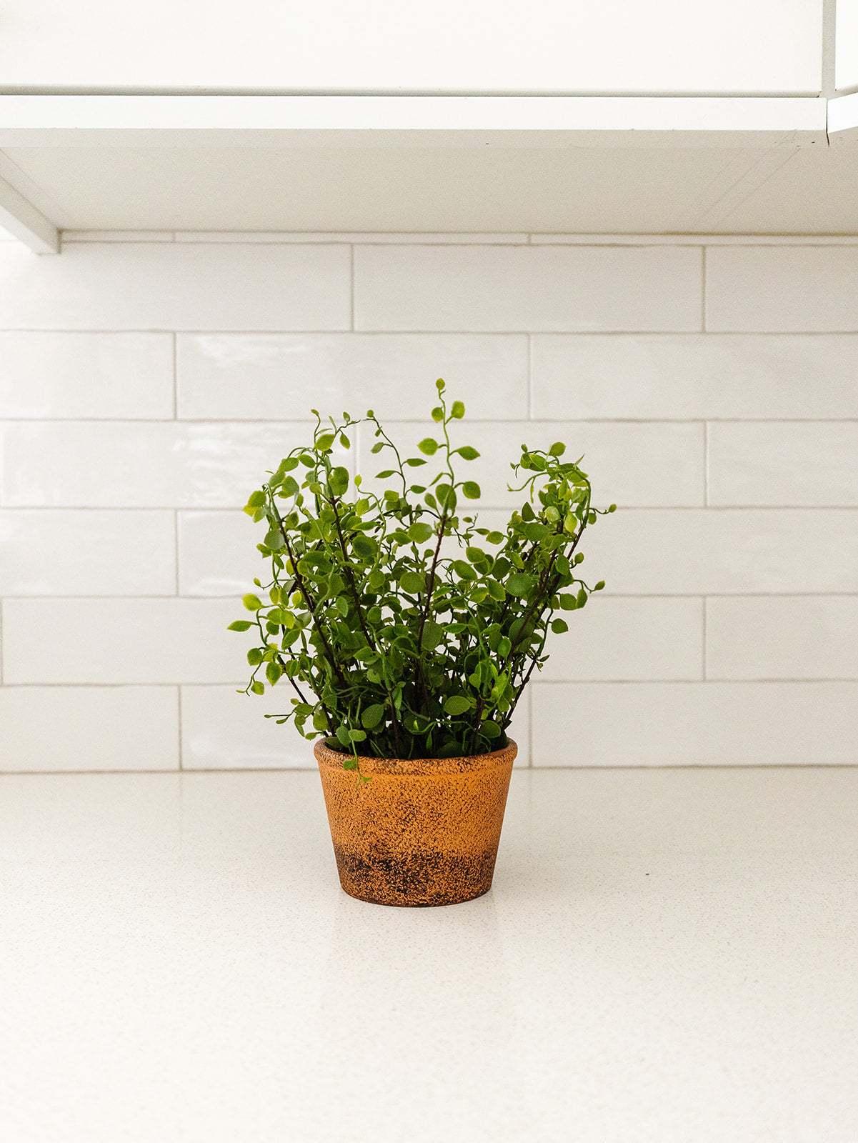 Creeping Vine Planted Pot - 10.5"