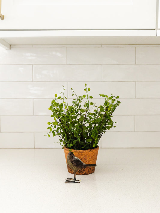 Creeping Vine Planted Pot - 10.5"