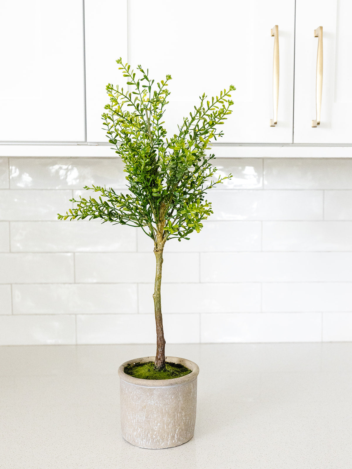 Myrtle Topiary in Cement Pot - 23"