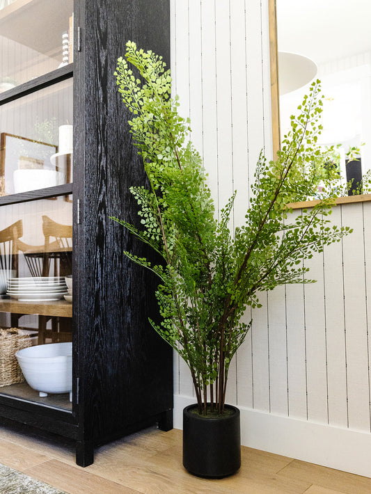 Maidenhair Fern Tree - 49"