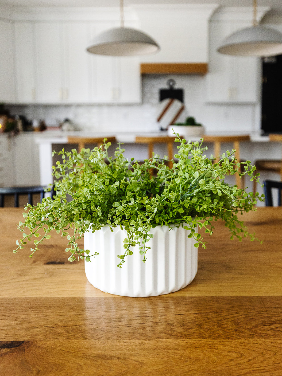 Button Fern Bush - 17"