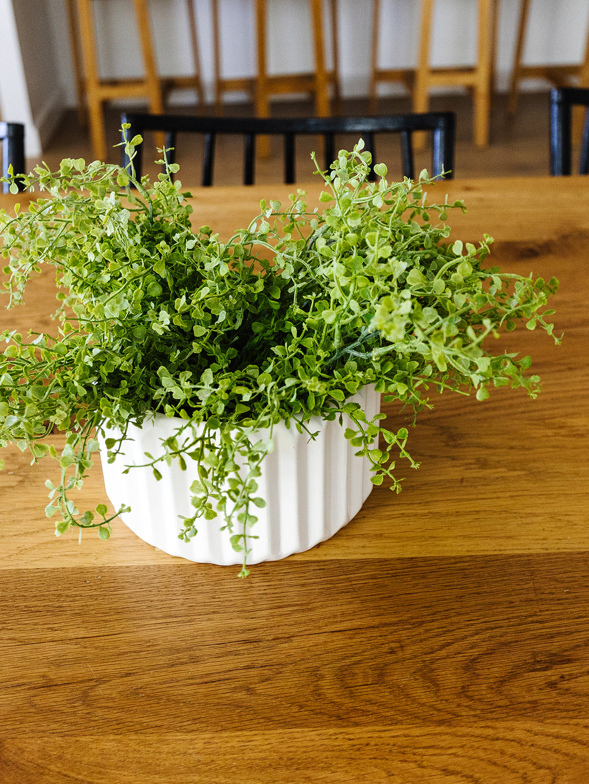 Button Fern Bush - 17"