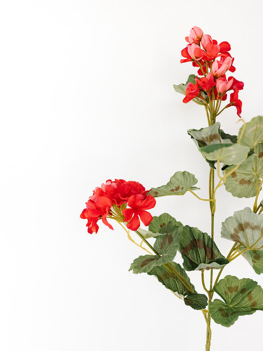 Dark Coral Geranium Spray - 31"