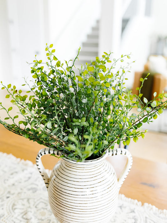 Muehlenbeckia Wire Bush - 10"