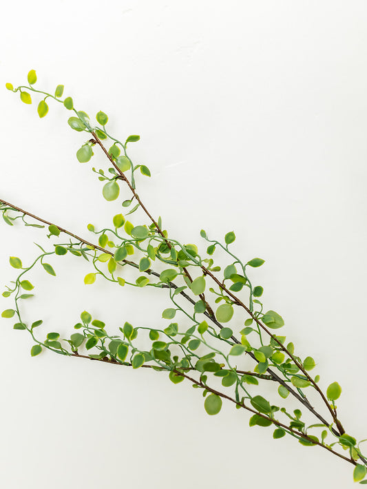 Muehlenbeckia Wire Spray - 42"
