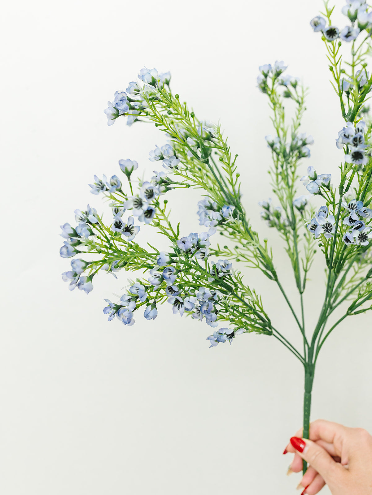 Waxflower Bush Light Blue - 19'