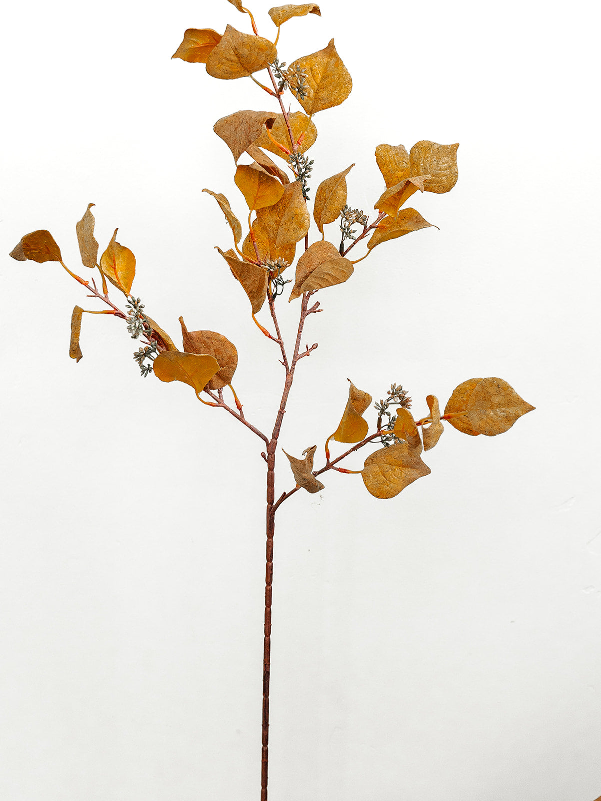 Mustard & Orange Silver Dollar Eucalyptus 38"