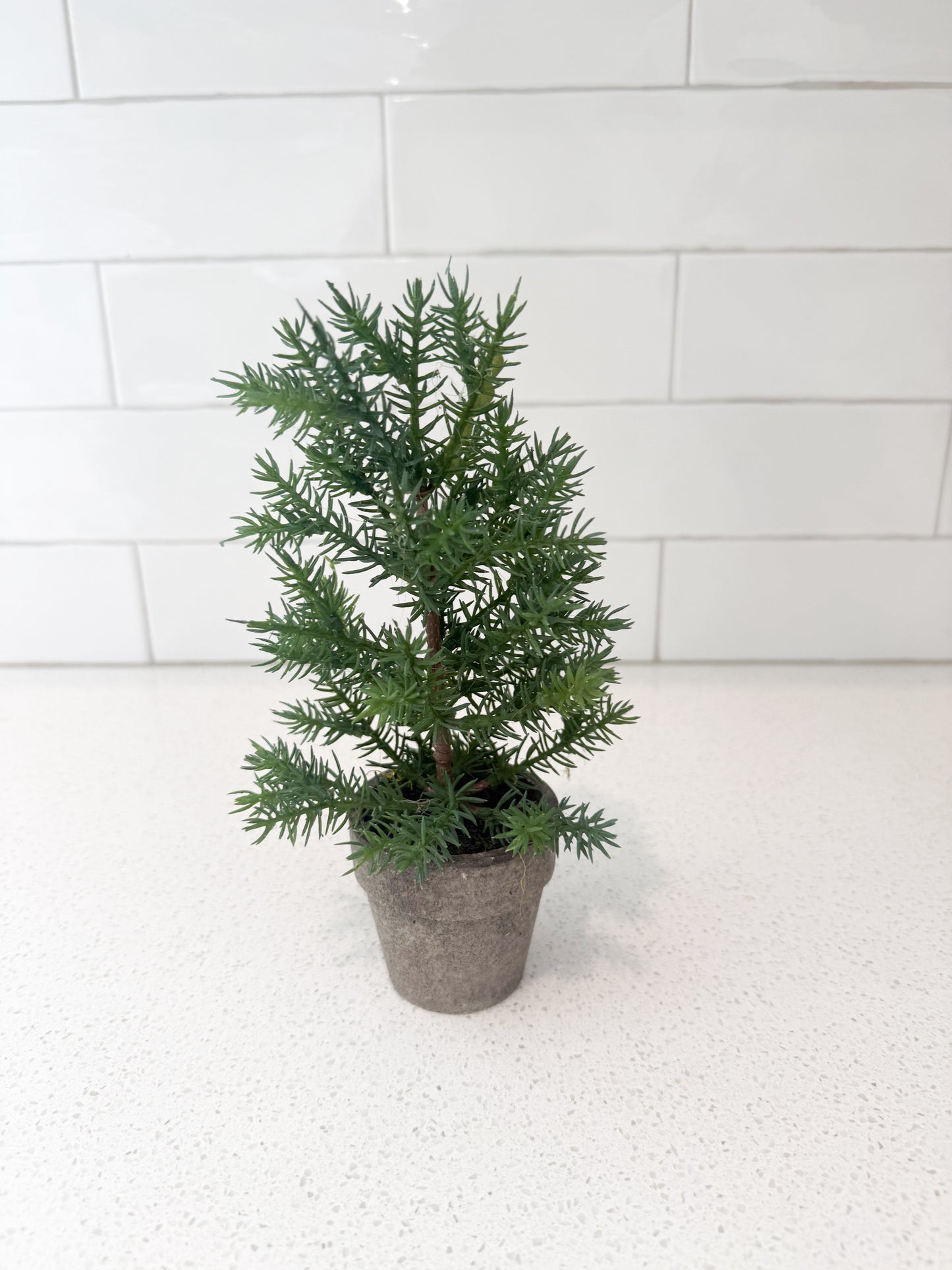 Potted Pines - 3 tree styles & 2 different sizes