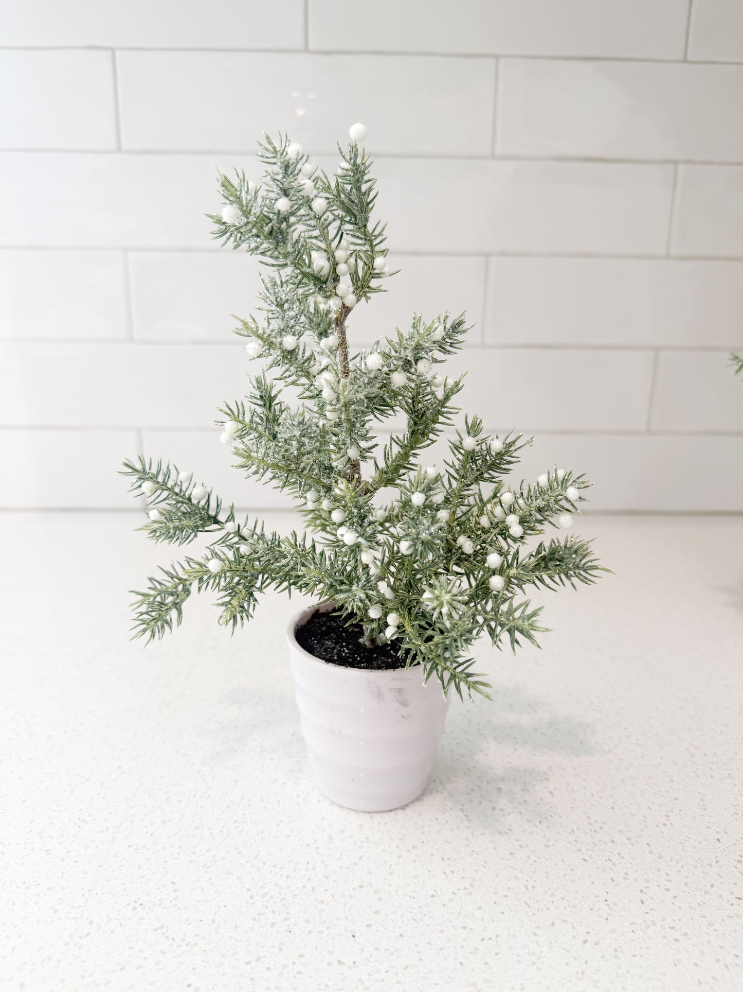 Juniper Tree with White Berries in White Ribbed Pot - 3 Sizes