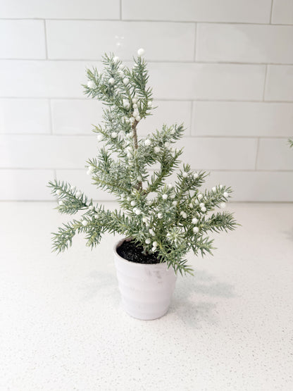 Juniper Tree with White Berries in White Ribbed Pot - 3 Sizes
