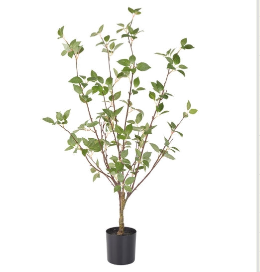Cornus Tree - 33"