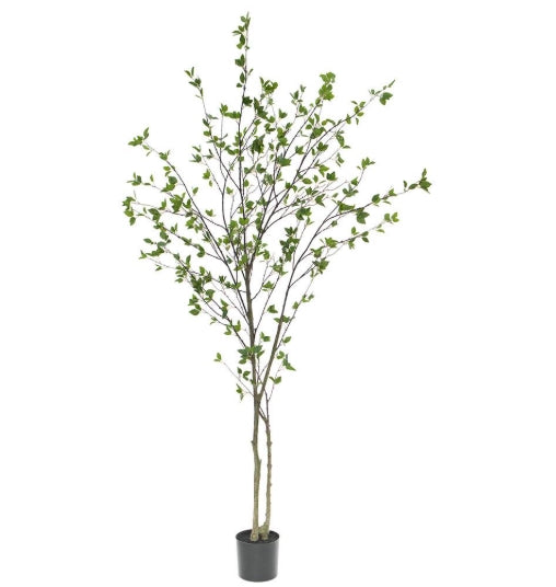 Black Olive Tree - 2 sizes