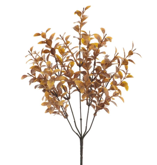 Tea Leaf Bush - 2 Lengths