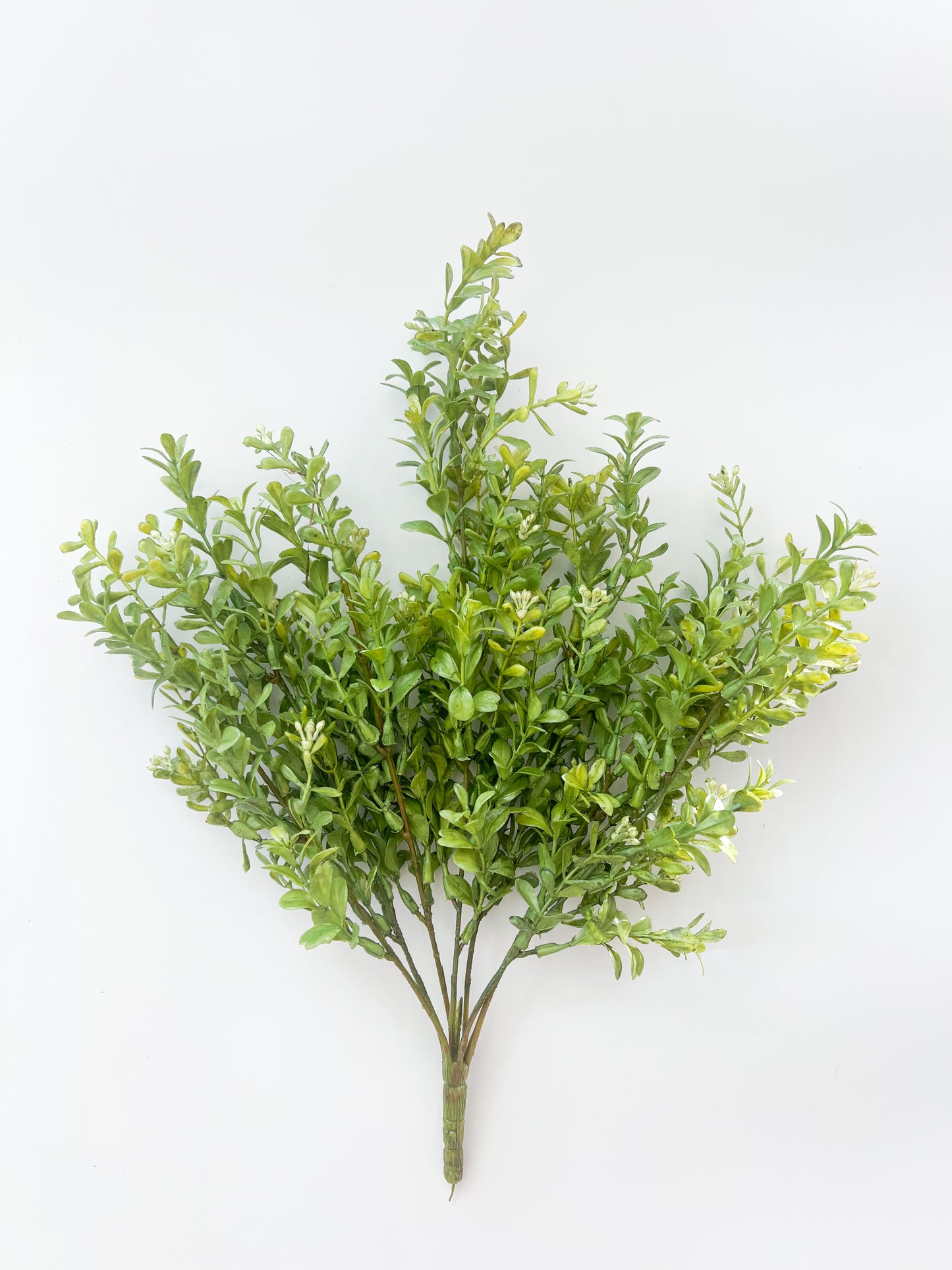 Boxwood Bush - 17"