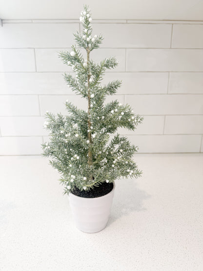 Juniper Tree with White Berries in White Ribbed Pot - 3 Sizes