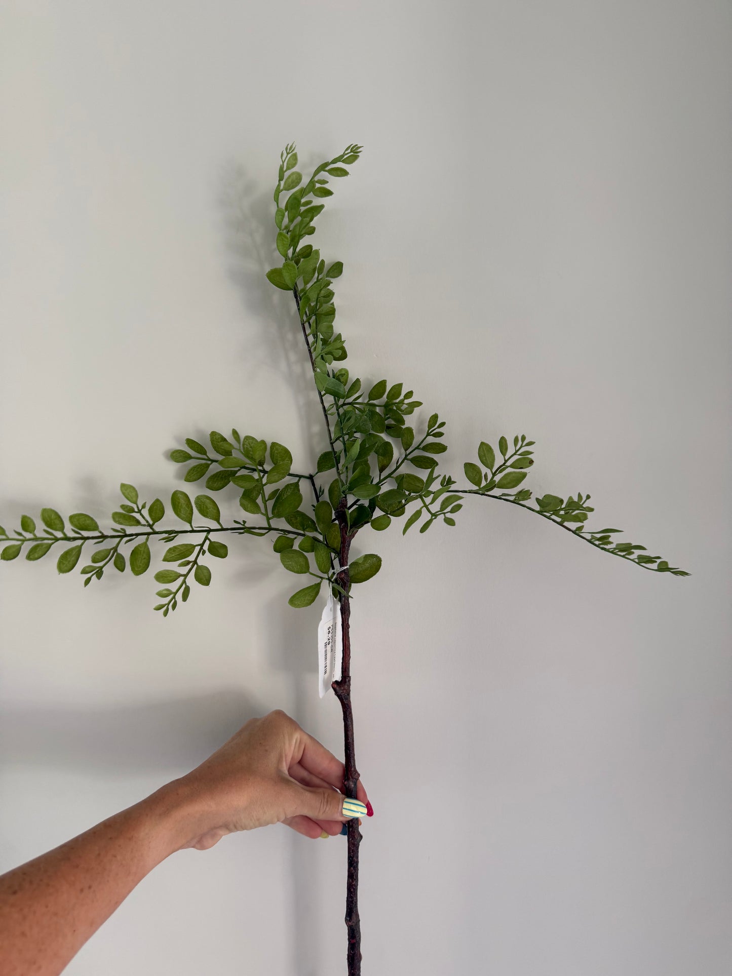 Sophora Japonica leaf stem 26”