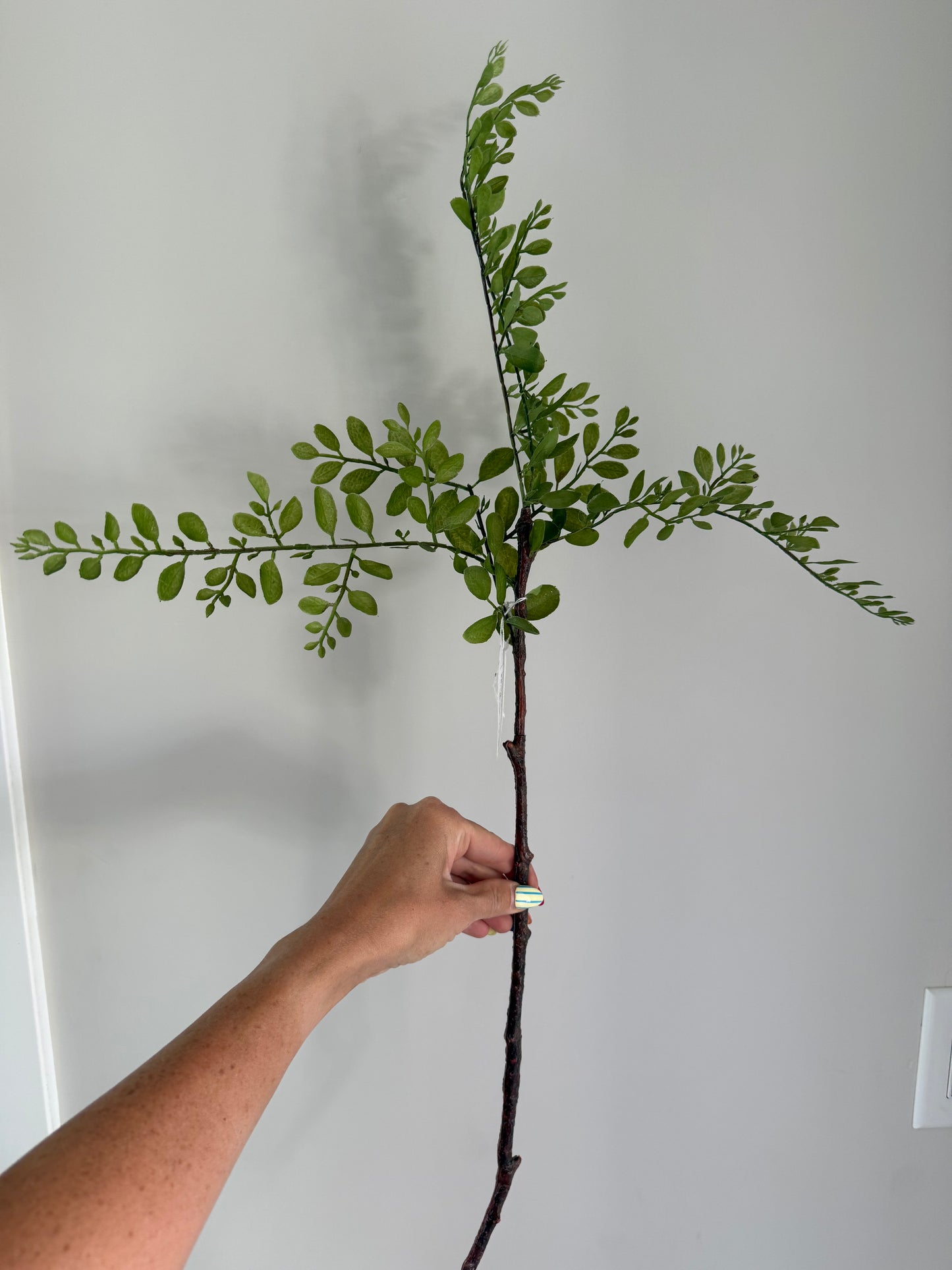 Sophora Japonica leaf stem 26”