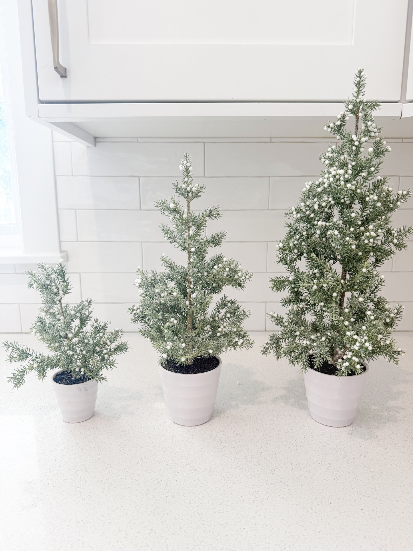 Juniper Tree with White Berries in White Ribbed Pot - 3 Sizes